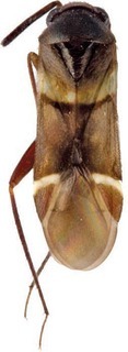 Aitkenia exocarpos, AMNH PBI00273352