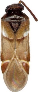 Aitkenia latevagans, AMNH PBI00272033