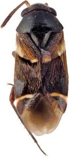 Aitkenia latevagans, AMNH PBI00275383