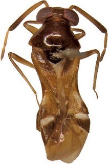 Arafuramiris oswaldi, AMNH PBI00168815