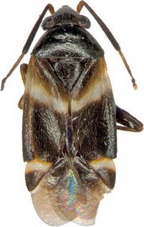 Ausejanus bournda, AMNH PBI00272726