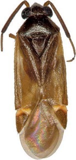 Ausejanus bournda, AMNH PBI00272738