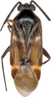 Ausejanus schwartzi, AMNH PBI00272779