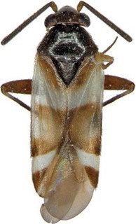 Ausejanus tiramisu, AMNH PBI00108592