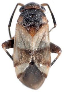 Ausejanus tiramisu, AMNH PBI00275379