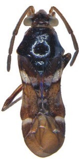 Biromiris scheyville, AMNH PBI00291399