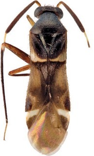 Blesingia gularis, AMNH PBI00196046