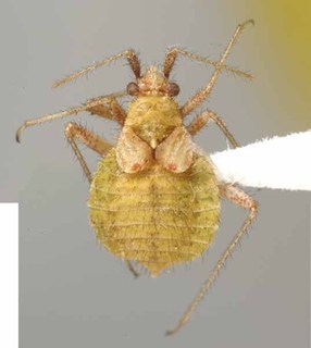 Compositocoris senecionus, AMNH PBI00186493