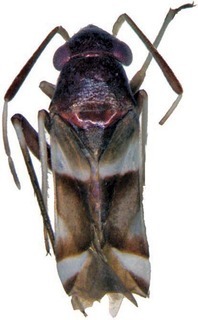 Leucophoroptera kangarooina, AMNH PBI00248079