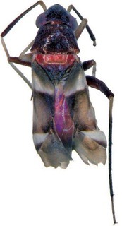 Leucophoroptera kangarooina, AMNH PBI00248084