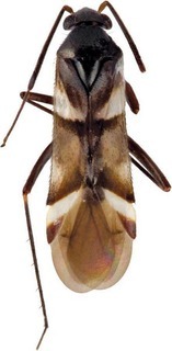 Leucophoroptera quadrimaculata, AMNH PBI00108535