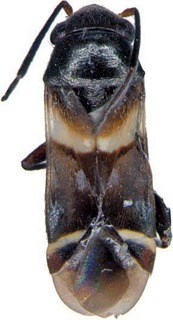 Aitkenia exocarpos, AMNH PBI00393289