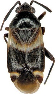 Ausejanus schwartzi, AMNH PBI00393316