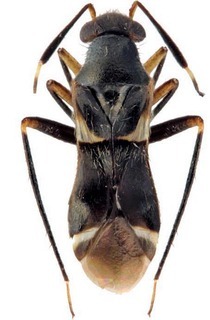 Blesingia gularis, AMNH PBI00393636