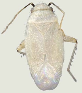 Europiella carvalhoi, AMNH PBI00370138