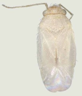 Europiella signicornis, AMNH PBI00370147