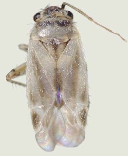 Europiella stigmosa, AMNH PBI00370148