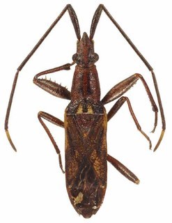 Laryngodus australiae, AMNH PBI00088388
