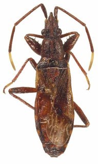 Laryngodus australiae, AMNH PBI00088392