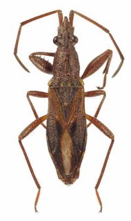 Laryngodus luteomaculatus, AMNH PBI00088399
