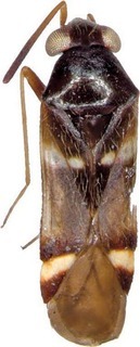 Leucophoroptera gloriosa, AMNH PBI00321198
