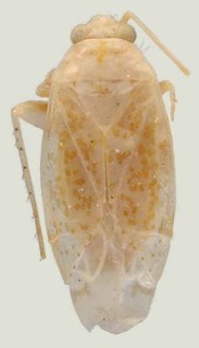 Bisulcopsallus croceguttatus, AMNH PBI00069803