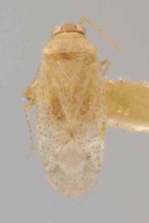 Bisulcopsallus fuscipunctatus, AMNH PBI00069799
