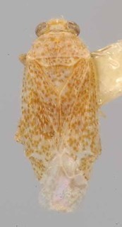 Bisulcopsallus huachucae, AMNH PBI00069794