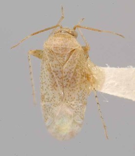 Bisulcopsallus huachucae, AMNH PBI00069796