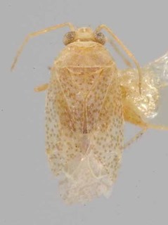 Bisulcopsallus texanus, AMNH PBI00069805