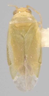 Phymatopsallus dubiosus, AMNH PBI00063111