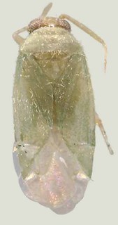 Phymatopsallus patagoniae, AMNH PBI00063153