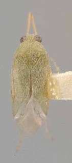 Phymatopsallus patagoniae, AMNH PBI00069800