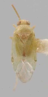 Phymatopsallus patagoniae, AMNH PBI00069810