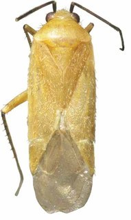 Plagiognathus flavus, AMNH ENT00033745