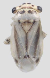 Beckocoris inventarium, AMNH PBI00297384