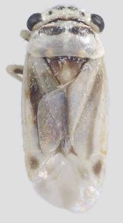 Beckocoris laticephalus, AMNH PBI00297353