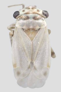 Beckocoris laticephalus, AMNH PBI00297433