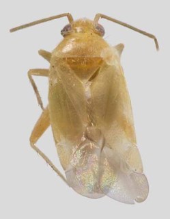 Harpagophylus agnew, AMNH PBI00136500