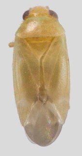 Harpagophylus scholtzii, AMNH PBI00327134