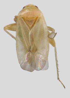 Harpagophylus scholtzii, AMNH PBI00327138