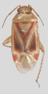 Melaleucoides annae, AMNH PBI00129550