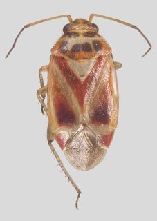 Melaleucoides annae, AMNH PBI00129583