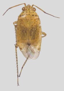 Melaleucoides micranthae, AMNH PBI00131081