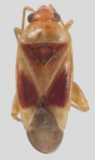 Melaleucoides pileanthicola, AMNH PBI00137356