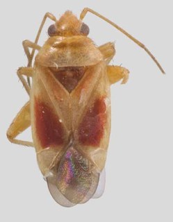 Melaleucoides pileanthicola, AMNH PBI00137383