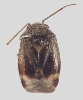 Melaleucoides raphiophyllae, AMNH PBI00128826