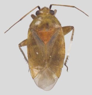 Melaleucoides sheathianae, AMNH PBI00129433