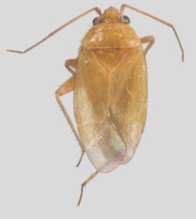 Melaleucoides verticordiae, AMNH PBI00129635