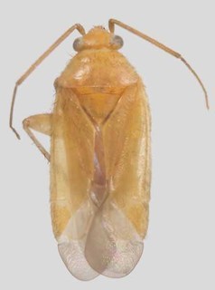 Melaleucoides verticordiae, AMNH PBI00135409